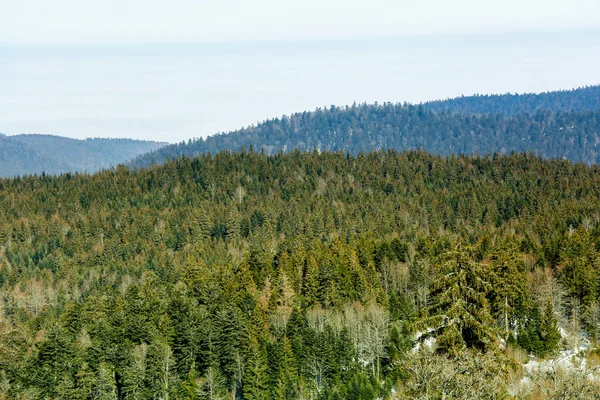 Winter landscape of Forest in Vosges mountain, France — Stock Photo, Image