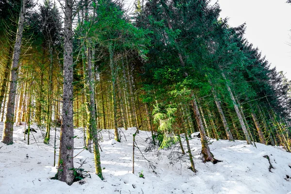 Winterlandschaft mit Wald in den Vogesen, Frankreich — Stockfoto
