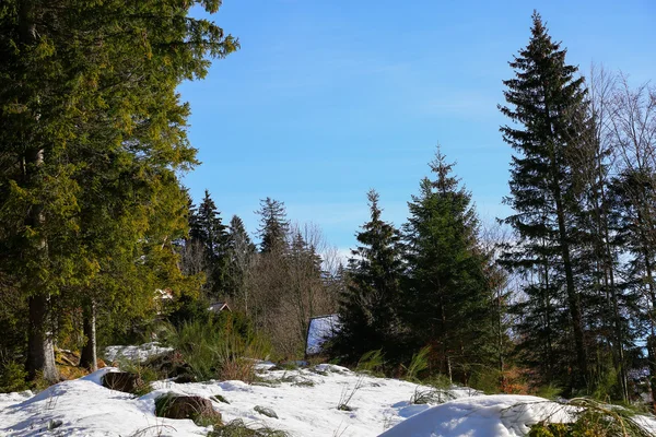 Krajobraz lasów w górach Vosges, Francja — Zdjęcie stockowe