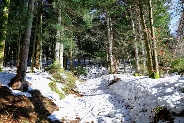 Krajobraz lasów w górach Vosges, Francja — Zdjęcie stockowe