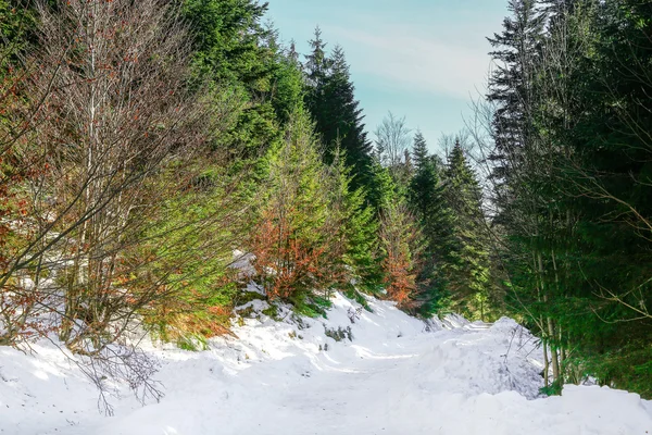 Paisagem da Floresta na montanha Vosges, França — Fotografia de Stock
