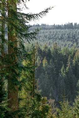 Manzara orman Vosges dağ, Fransa