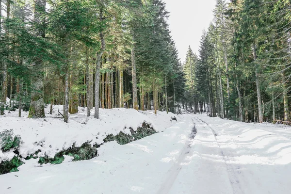 Vinterlandskap i skogen i Vogeserna berg, Frankrike — Stockfoto