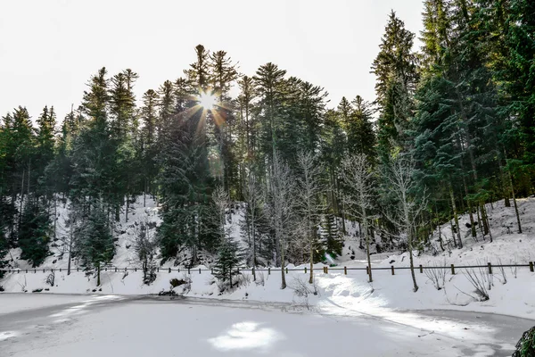 Frozen Longemer lake in the Vosges Mountain, France — Stock Photo, Image