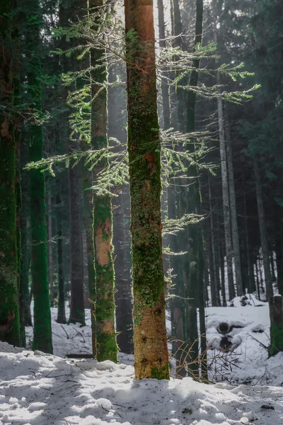 Vinterlandskap i skogen i Vogeserna berg, Frankrike — Stockfoto