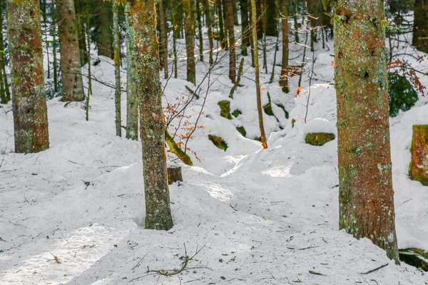 Metsän talvimaisema Vosges vuorella, Ranska — kuvapankkivalokuva