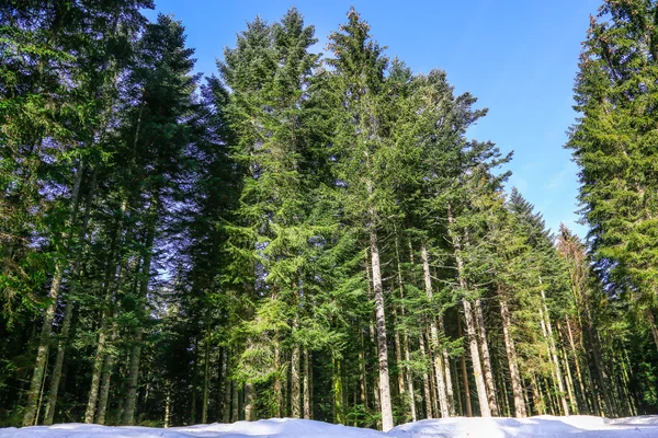 Paisagem de inverno de Floresta em Vosges montanha, França — Fotografia de Stock