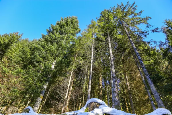 Krajina lesů v Vosges horách, Francie — Stock fotografie