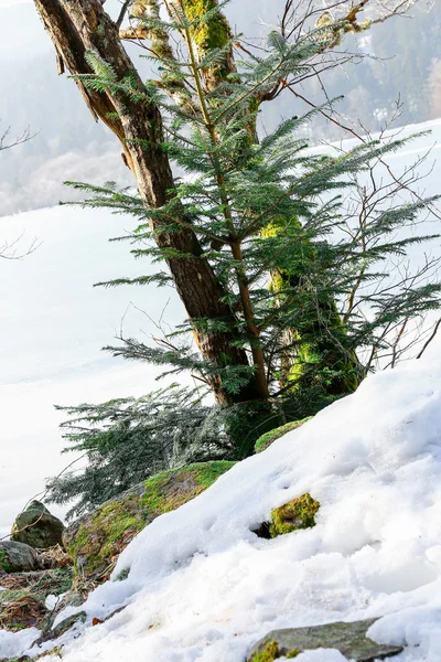 Primo piano sulla conifera con lago ghiacciato sullo sfondo — Foto Stock