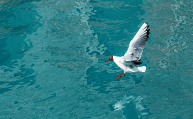 Venedik Canal üzerinde yeşil suya iniş martı