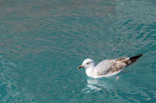 Seagull in groen water op Canal van Venetië — Stockfoto