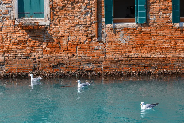 Meeuwen in groen water op Canal van Venetië — Stockfoto