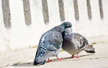 Güvercinler sevgi dolu, güzel bir çift