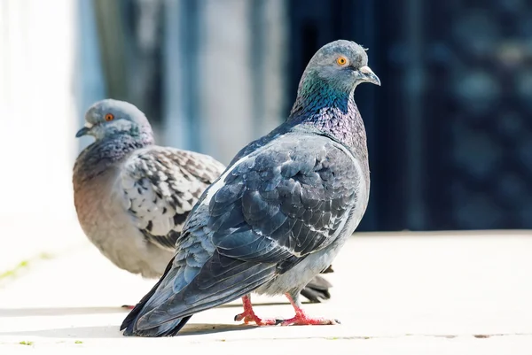 Een mooi paar duiven in liefdevolle — Stockfoto