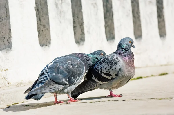 Um belo casal de pombas em amor — Fotografia de Stock