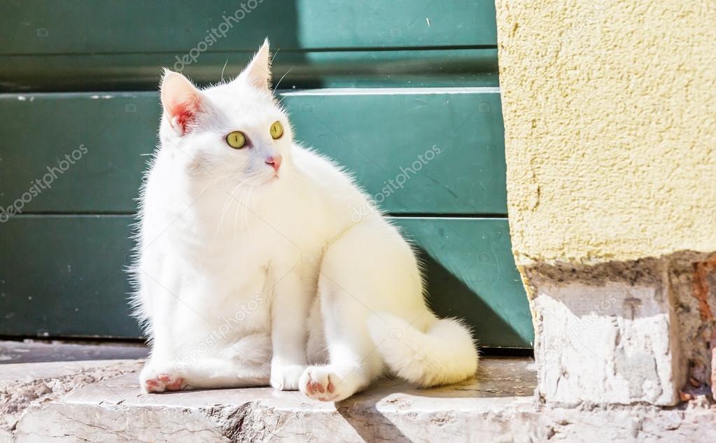 White beautiful cat siting at the foot of a door