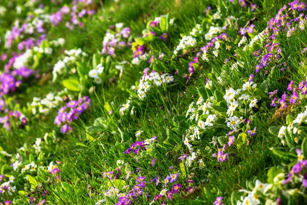 Florescendo flores silvestres no prado na primavera — Fotografia de Stock