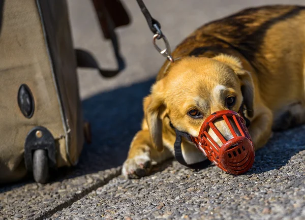 red muzzle on dog