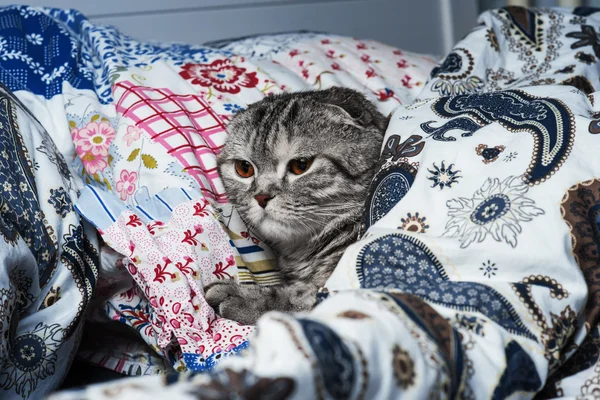 Kat kedi uyuyor