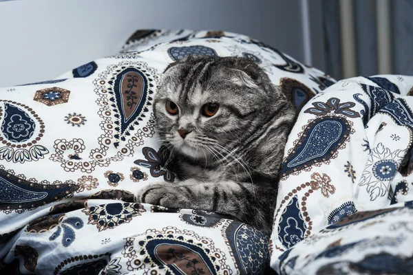 Kat kedi uyuyor