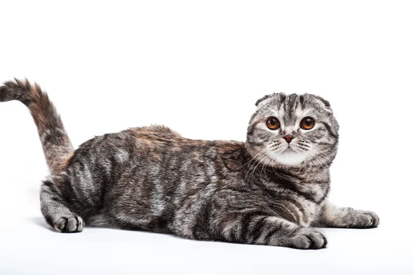 Kat kedi uyuyor