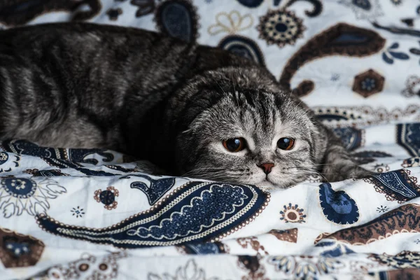 Kat kedi uyuyor
