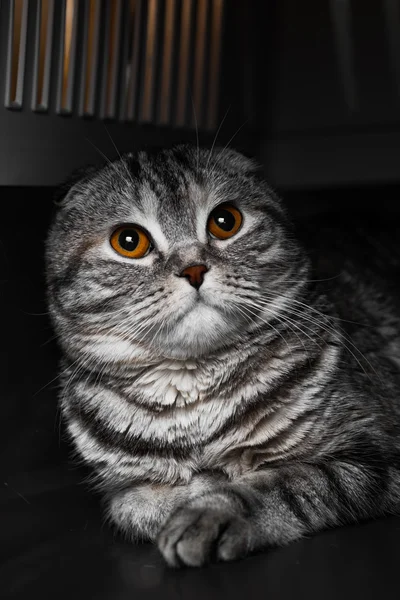 Evde kedi kat