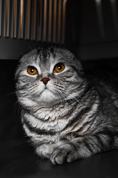 Evde kedi kat