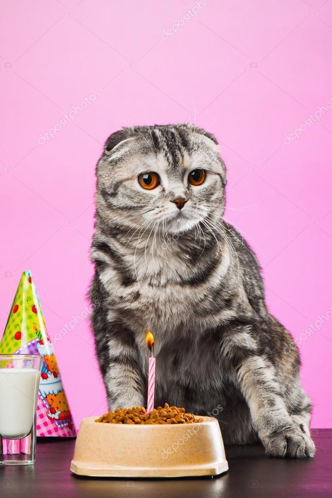 Geburtstag Katzen Auf Einem Rosa Hintergrund Stockfoto