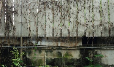 White wooden fence covered with withered creeping plant, there is cinder block wall full of moss and algae under the fence 