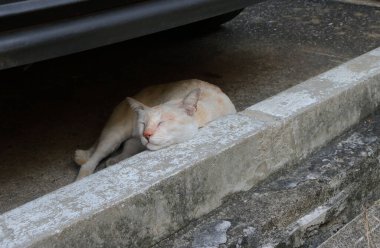 Yastık olarak beton bloğu kullanarak uyuyan bir kedi, çenesini kaldırımda dinlendiriyor.  