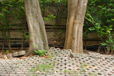 İki büyük karatahta ya da bahçede büyüyen şeytan ağaçları kökleri kaldırdı kaldırım taşlarını..  