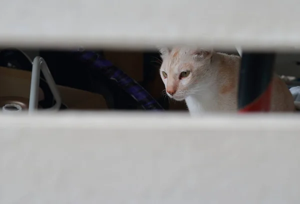 Beyaz ahşap çitin dışında oturan bir kedinin yakın plan yüzü ve ciddi bir şeye bakıyor. Fotoğraf, çitlerin arasından seçici bir odak noktasından çekilmiş.    