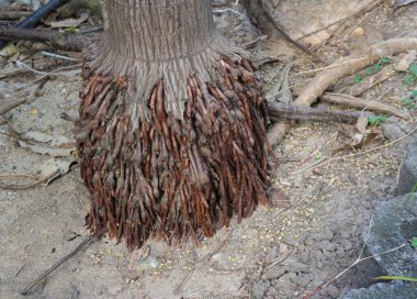 Kalın ve yoğun bir kök kümesi areca palmiyesinin tabanından çıkar ve toprak yüzeyine doğru yayılır. Bunlar tipik olarak sığ ve birçok benzer boyuttan oluşan karakteristik lifli kökler..