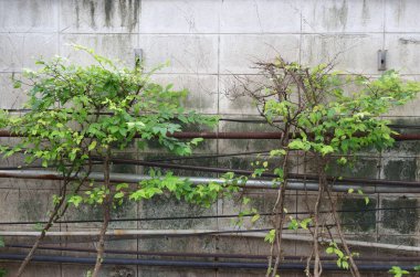 Birkaç boru, bazıları paslı ve yıpranmış beton duvar boyunca kablolar var. Önlerinde büyüyen iki küçük yapraklı ağaç, organik yeşilliklerle çelişen endüstriyel elementler oluşturuyorlar..