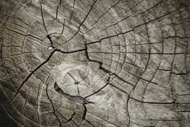 Eski ahşap doku. Ahşap arka plan deseni. Büyüme halkaları ve çatlaklar gösteriliyor.