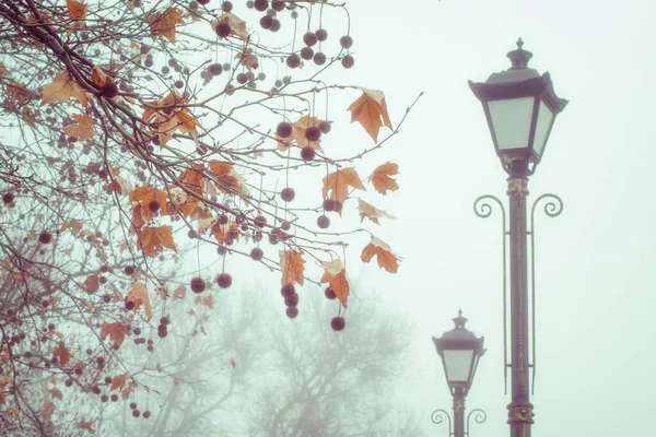 Старые Фонари Клёны Осеннем Парке Кленовые Ветви Имеют Желтые Листья — стоковое фото