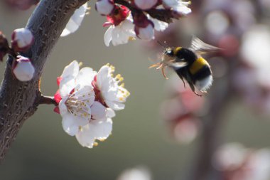 Kayısı dalının üzerinde bir yaban arısı uçuşu. Güneş parlıyor..