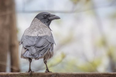 Gri bir karga portresi. Karga bir ağaç dalında oturuyor..