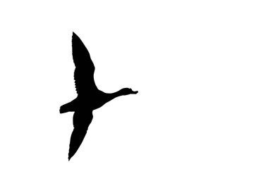 Beyaz arka planda ördek silueti. İzole edilmiş