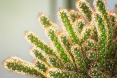 Parlak ışınlarla aydınlatılan küçük dikenli kaktüsler..