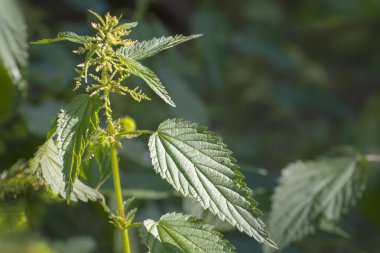 Genç ısırgan otu değerli bir tıbbi bitkidir..