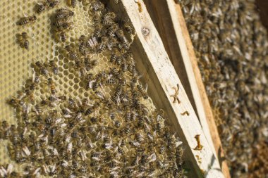 Arıların bal tarağındaki arka planı. Arıcılık tarımın bir dalıdır. Dünya Arıcılar Günü.