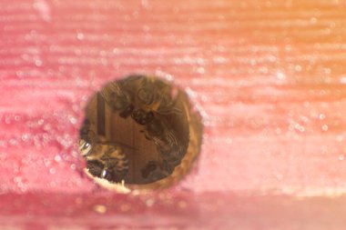 Bir arı ailesinin iç dünyasını görebiliriz. Dünya Arı Günü.