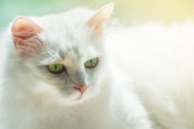 Türk Angora 'sının beyaz kedisi yumuşak, güneşli arka planda ürer.
