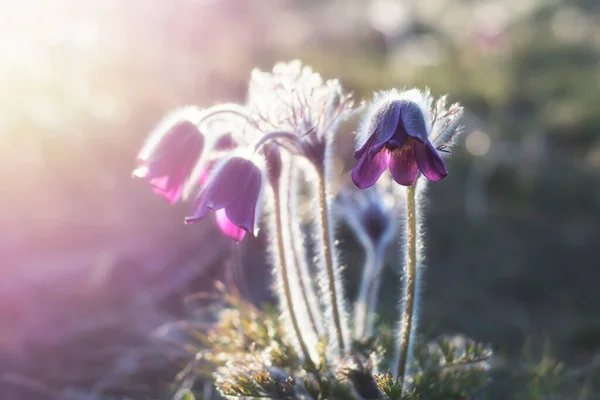 The rare plant pasque-flowers (Pulsatilla nigricans) blossoms in the steppe, nature reserve 