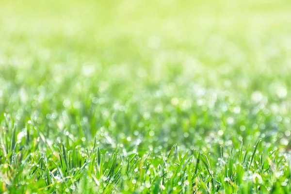 Campo Verde Está Cubierto Gotas Rocío Luz Del Sol Fondo — Foto de Stock