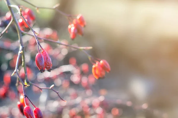 Czerwone Jagody Krzaku Dzikiej Róży Jesienią Miękkie Skupienie Tło Miękkim — Zdjęcie stockowe