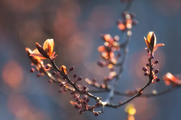 美しい春の抽象的な背景 柔らかい焦点とボケと梅の花の枝 — ストック写真