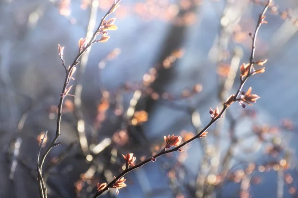 Ramos Ameixa Florescente Com Foco Suave Bokeh Bela Primavera Fundo — Fotografia de Stock